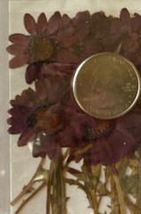 PURPLE PRESSED & DRIED REAL FLOWERS(20pc)Darice•Leaves•Garden Stem•Blooming•buds