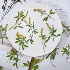 12PCS real side Pressed Tiny dried yellow flower with leaves stem FHT57