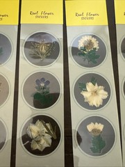 Lot Of 12 REAL Pressed Flowers Stickers Vintage Victorias Garden Scrapbook-36