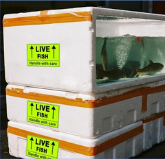 Live Fish Stickers Shipping Labels, 2 X 3 Inch Fluorescent Green Please Handle w