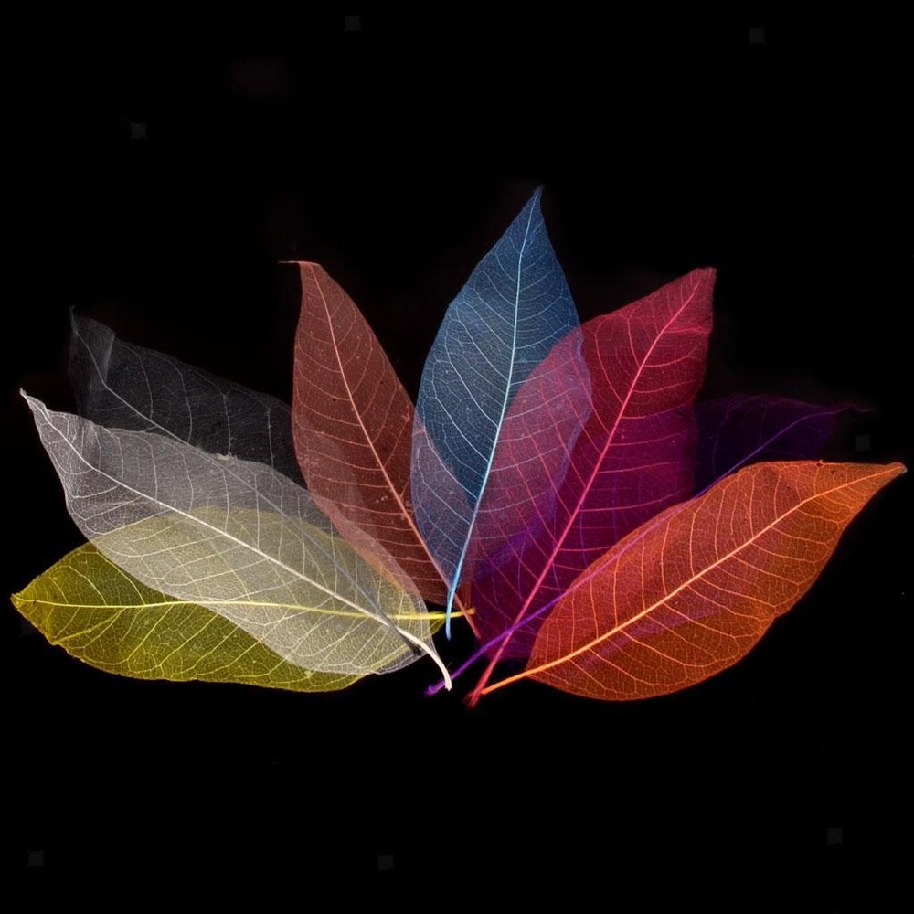 50pcs Skeleton Leaves Natural Dried Crafts Card Making