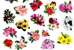BEAUTIFUL FLOWER STICKERS Roses Lilies Petunias USA MADE #59B FAST USA SHIPPING