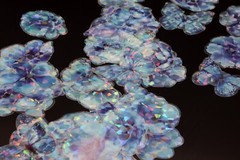 Crystal Flower PET sticker | flower blue butterfly holographic themed PET