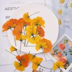 12PCS Real Pressed Dried flowers with stem, Yellow Orange daisy Flower FHT39