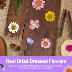 24 Pcs Real Pressed Flowers Set, Colorful Assorted Natural Botanicals for DIY…