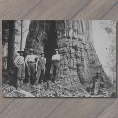 STICKER Giant Redwood Tree Men Posing Forest Retro Old School Wild Interesting