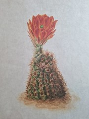 Lot Of 4 Cactus/Succulents 8×10 Prints Decoupage /Journals