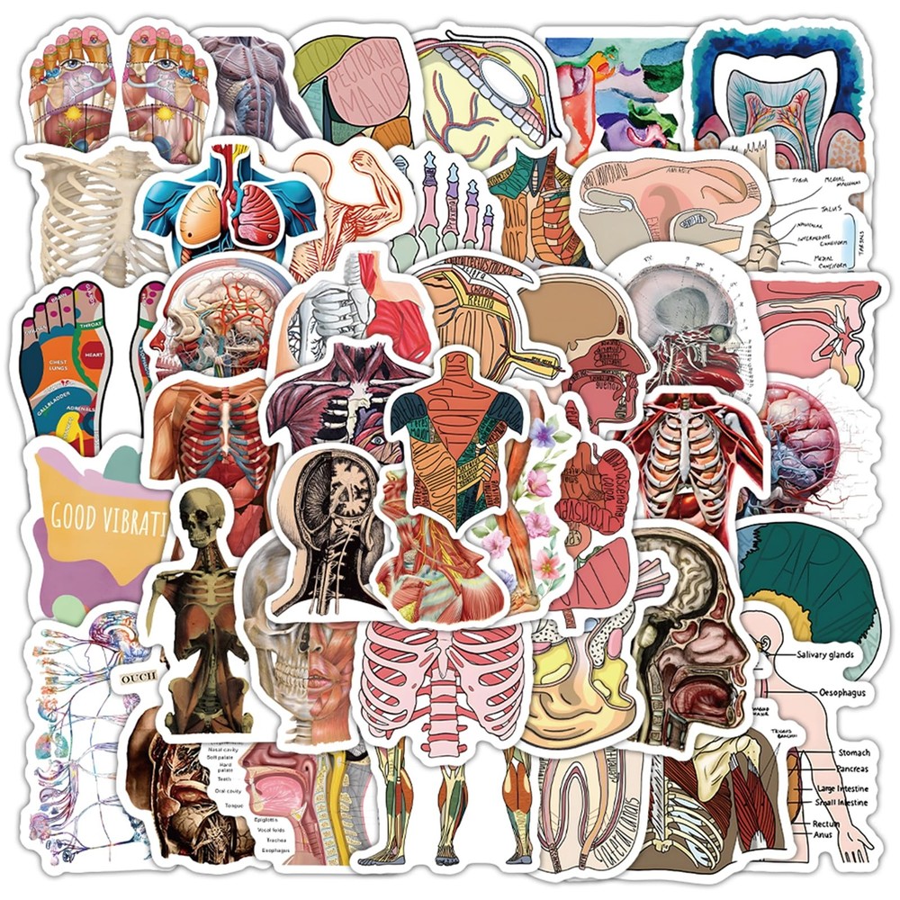 100PCS Cool Anatomy StickersBiology Anatomy Human Body Organ Stickers for St