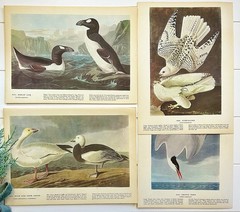 VTG Ephemera New Years Eve Winter Junk Journal Audubon Bird Bk Plates Pack #80+