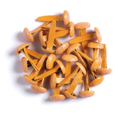 Crafts Doodlebug Sugar Coated Glitter Brads Tangerine Orange 25/Pkg Top 1/4″