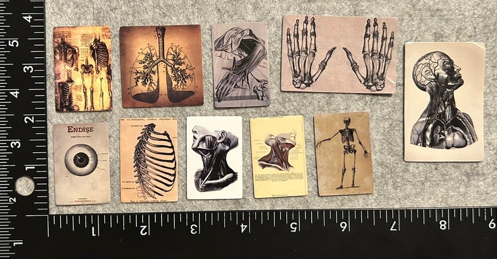 Lot of 10 Assorted Medical Drawing Diagram Organ Skull Skeleton Stickers