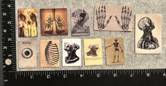 Lot of 10 Assorted Medical Drawing Diagram Organ Skull Skeleton Stickers
