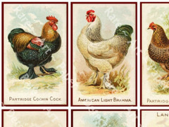Chicken Illustrations, Antique Fancy Rooster Drawing Stickers, CUT & PEEL SHEET