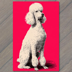 STICKER Poodle Red Background Sitting Dog White Fur Black Ink Retro Style Art