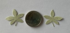 LIGHT GREEN PALM FROND Die-cut Embellishment(10pc)Jolee’s•Flower•Garden•Stems•