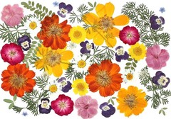 48 Pcs Natural Dried Pressed Flowers for Resin Jewelry, Crafts & Decor, Multicol