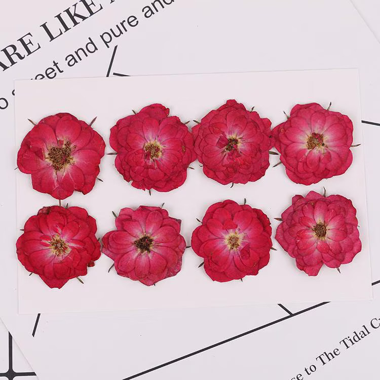 8PCS Real Pressed Dried Red Rose flower Head, Natural Color FCD70 #3