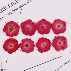 8PCS Real Pressed Dried Red Rose flower Head, Natural Color FCD70 #3