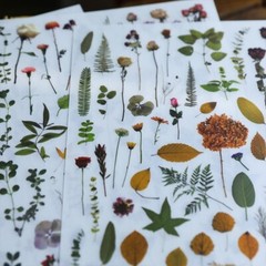 Rub-on stickers | 3 sheets watercolor green leaf botanical flower floral leaves