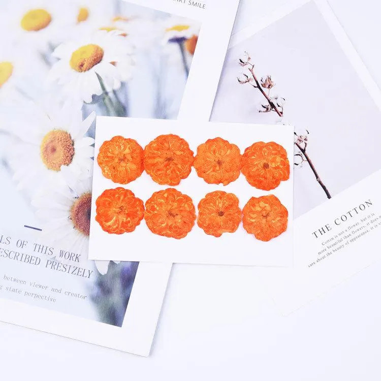 8PCS Real Pressed Dried Rose flower Head, Dyed Orange Color FCD70 #4