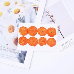 8PCS Real Pressed Dried Rose flower Head, Dyed Orange Color FCD70 #4