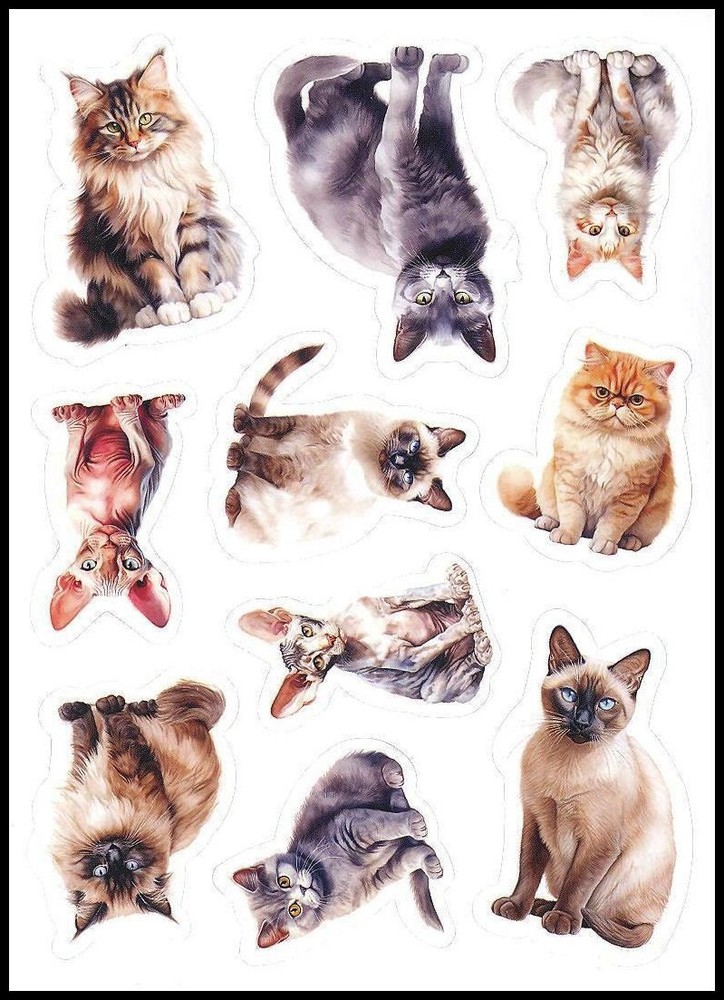Stickers – Cat Kitten – Any Occasion CL152