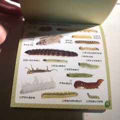 Japanese Caterpillar Stickers book 250 Stickers Shogakkan NEO