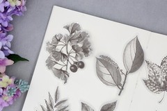 flower sketch vellum sticker | calla lily flower Silver foil black white