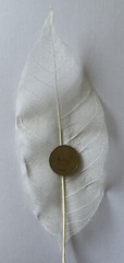 LARGE IVORY MAGNOLIA SKELETON LEAVES(3pc)Real•Natural•Christmas •Holiday•Bush