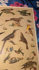 Vintage Hallmark Stickers Birds 1 sheet