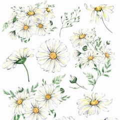 Violette Stickers – White Daisies – 1 Daisy Flowers Sticker Sheet – Scrapbooks