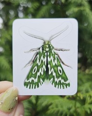 Insect Stickers SET OF 6 – Original Artwork by Ashley Dean | Bug Stickers