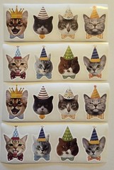 16 Crazy Cat Stickers Silly Feline Stickers Funny Face Cat Stickers Cat Lovers