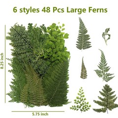48 Pcs Mix Natural Dried Pressed Ferns for Cake Decorating, Real Fern