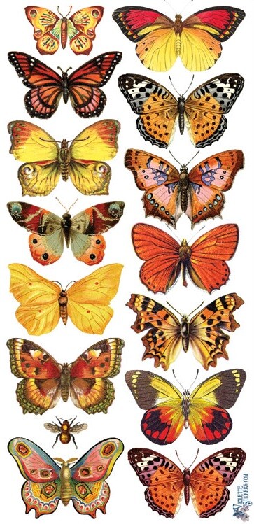 VIOLETTE STICKER – ORANGE BUTTERFLIES – 8″ x 3 3/4″ (20cm x 9.5cm)