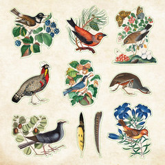 Zoological Ephemera Sticker Book (Over 680 Stickers!) (Sticker Books)