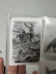 Scripture Animal Stickers