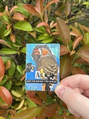 Birding Nature 3” Waterproof STICKER, Human Made Art, Finch Birdwatching Hiking