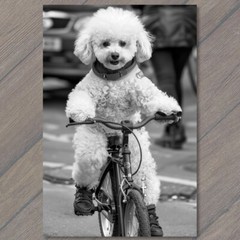 STICKER White Poodle Riding Bike Bicycle Funny Cute Strange Dog Weird Puppy Fu