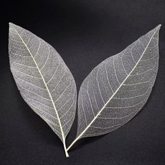 500x Natural Skeleton Rubber Tree Leaves Dried Craft DIY Card Wedding Decor 2-7″