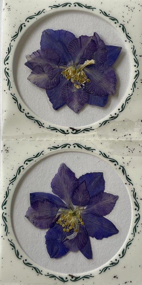 PURPLE FLOWER PRESSED & DRIED REAL FLOWERS(2pc)Leaves •Garden•Blooming•Buds•Stem