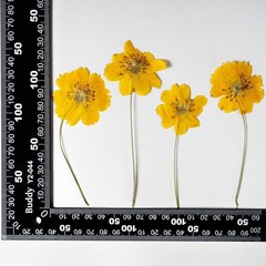 12PCS Real Pressed Dried flowers with stem, Yellow Orange daisy Flower FHT39