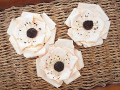 NIKITA WV – 2 Flower Pk APRICOT & DESERT SAND Colours 80-100mm Manor House ConA