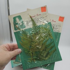 Lot 4 pkgs CHEMICAL STAINED pressed FERNS Taiwan Scrapbooking Paper Crafts NEW