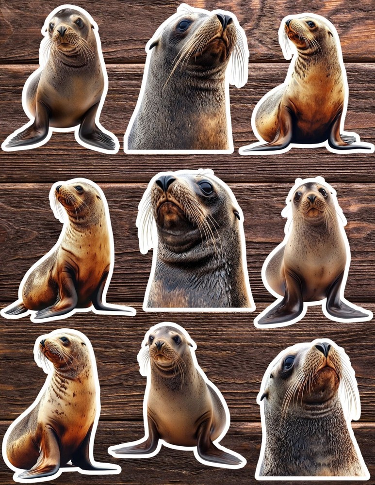 Sea Lion Die Cut Vinyl Stickers Set Scrapbooking Laptop Waterbottle
