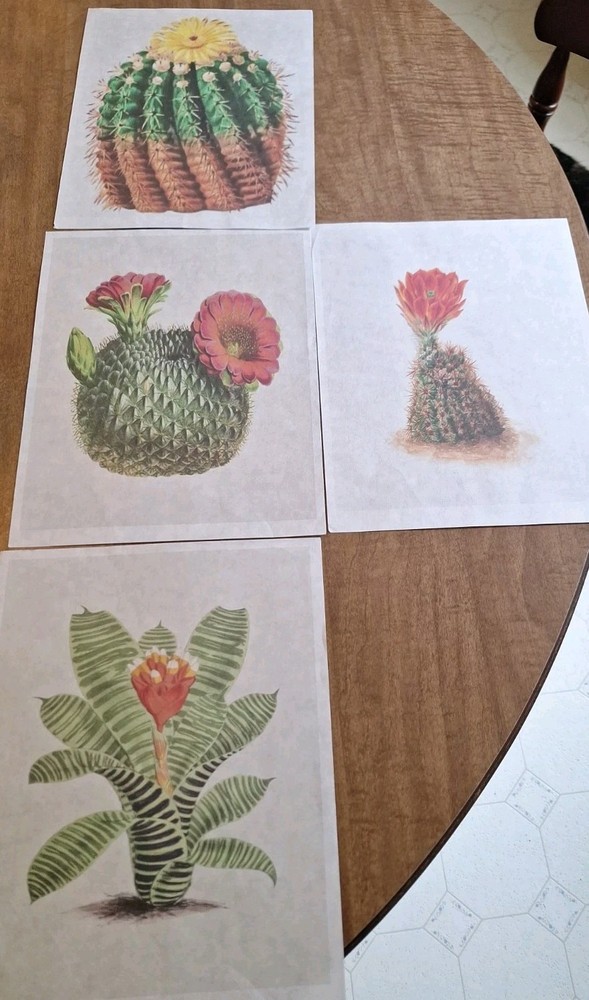 Lot Of 4 Cactus/Succulents 8×10 Prints Decoupage /Journals