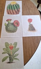 Lot Of 4 Cactus/Succulents 8×10 Prints Decoupage /Journals