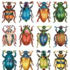 Violette Stickers – Beetles – 1 Colorful Bugs & Insects Sticker Sheet – Crafts