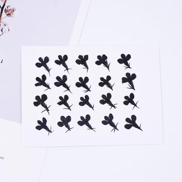 20PCS real Pressed dried Flower Dyed Black Flower for art craft FCD18