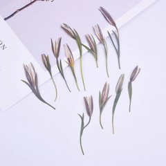 12PCS Real Pressed Dried flower, bud flower with stem leaves for art,craft FCD49